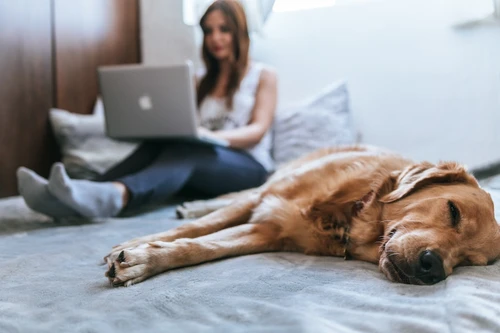Dog owner reviewing pet insurance documents